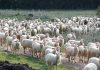 Le alluvioni devastano i campi, gregge di pecore affamate mangia 100 kg di marijuana