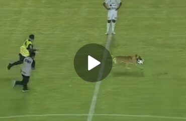 (VIDEO) Cane entra in campo, prende il pallone e viene rincorso da giocatori e security. Il video è esilarante