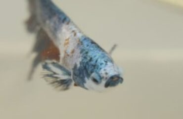 Intervento record a Roma: il paziente è Zuko, un pesce di 4 cm e 3 grammi