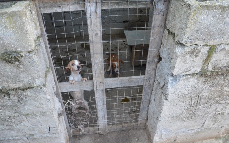 36 cani malati rinchiusi in un rudere abusivo: denunciata una pensionata di Muravera