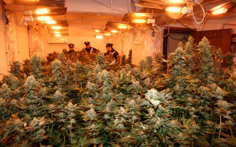 Coltivavano marijuana in casa a Sestu: tre persone condannate e arrestate