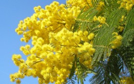 mimose, immagine simbolo
