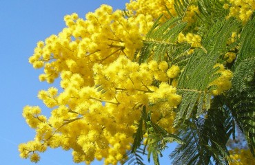 mimose, immagine simbolo