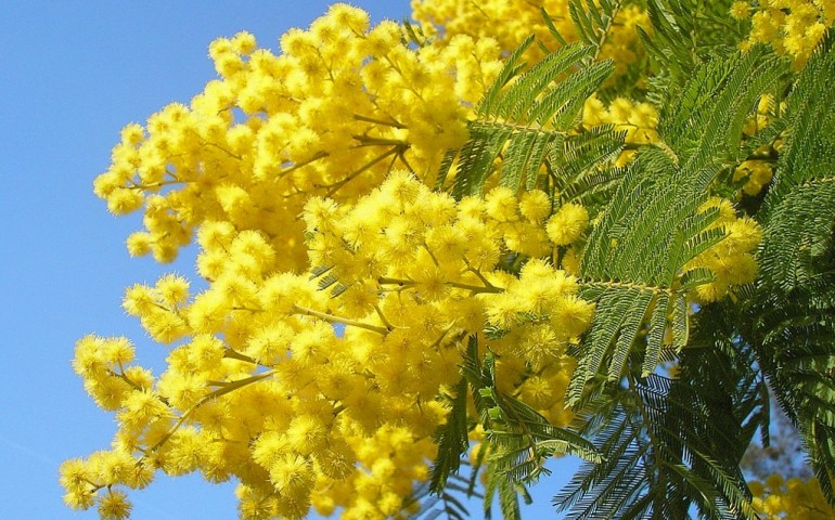 mimose, immagine simbolo