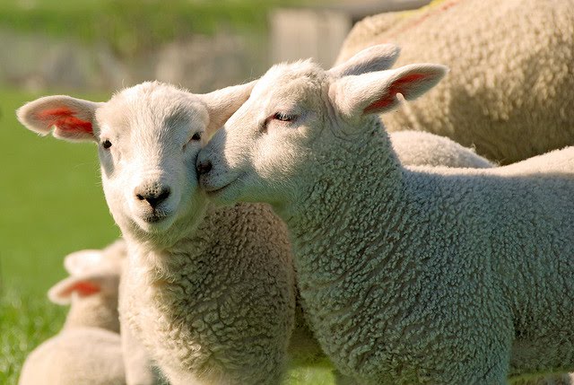 L’agnello Igp di Sardegna penalizzato dall’accordo Ceta: «Ci lascia senza tutela dalle imitazioni»
