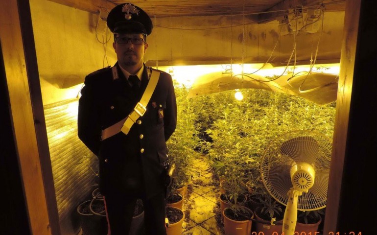 Capoterra. Carabinieri scoprono una piantagione di marijuana. Guarda il VIDEO