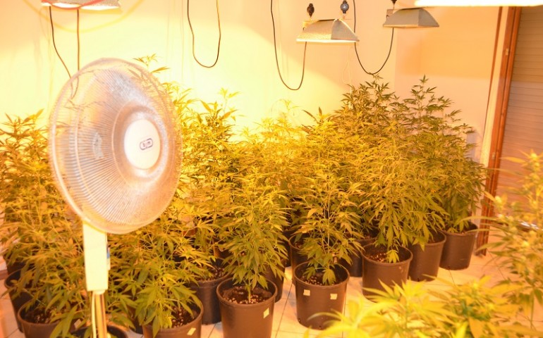 Aveva allestito una serra di marijuana in casa: arrestato un 50enne a Capoterra (VIDEO)