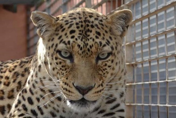 Ritrovato il leopardo fuggito dal giardino zoologico di Guspini