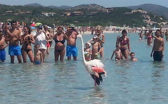 Villasimius. Un fenicottero rosa in posa fra i bagnanti a Porto Giunco