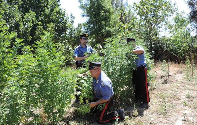 Mandas. I carabinieri scovano una piantagione di marijuana. Arrestato 52enne