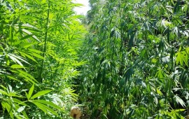 Una piantagione di marijuana sequestrata dalla Guardia di Finanza