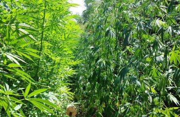 Una piantagione di marijuana sequestrata dalla Guardia di Finanza