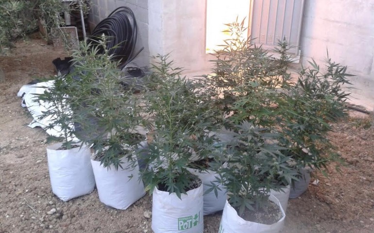 Scoperta piantagione di marijuana a Sestu. Arrestato un 27enne cagliaritano