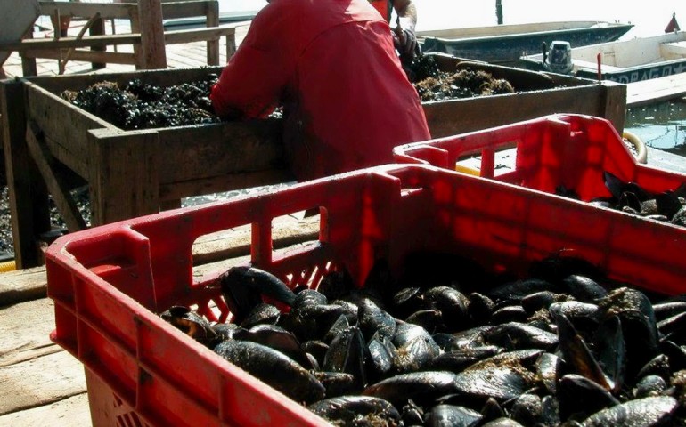 Santa Gilla, pesca illegale nella laguna: sequestrati oltre 400 kg di mitili
