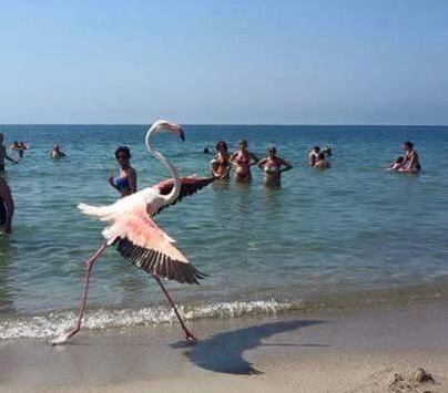 Il fenicottero passeggia al Poetto, in riva al mare. L’incredibile scatto diventa virale