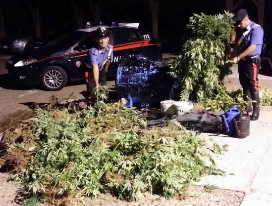 Quirra. Trovate piantagione di marijuana