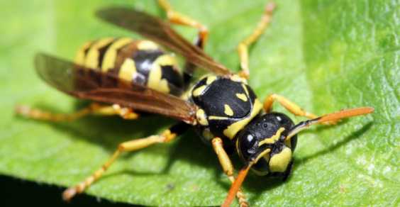 Il veleno di una vespa brasiliana come cura per il cancro.