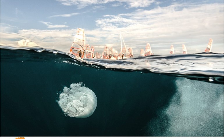 Una medusa gigante al Poetto: esemplare rarissimo ed estremamente urticante