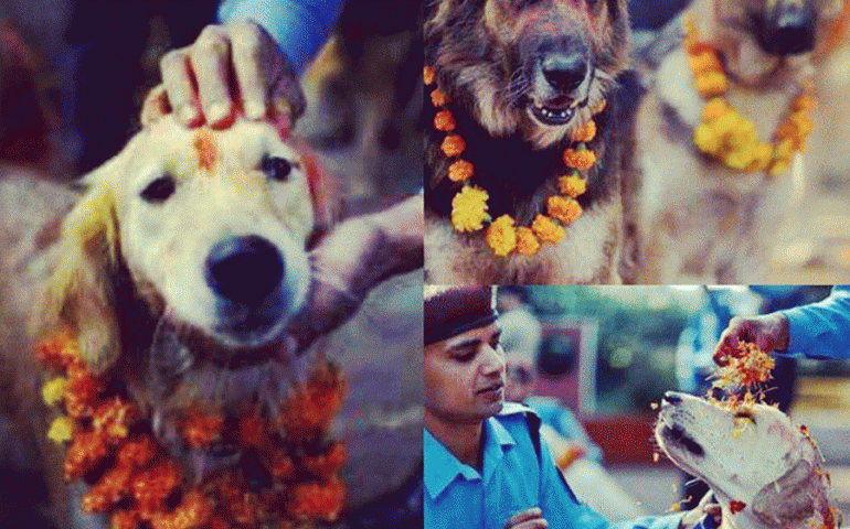 Il Nepal rende omaggio ai cani con una festa per ringraziarli per la loro fedeltà