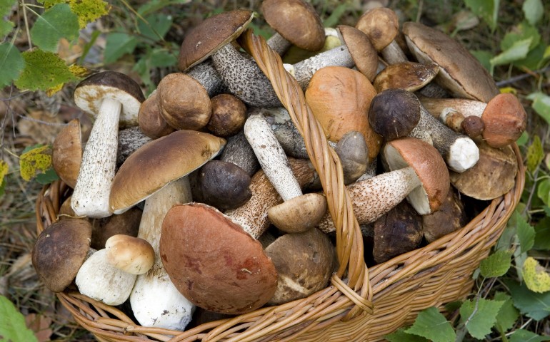 Previsioni fungine: sabato e domenica, il weekend giusto per andare a caccia di funghi