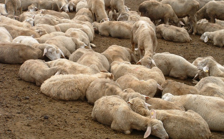 “Sa paradura”, la solidarietà dei pastori sardi: mille pecore donate agli allevatori terremotati dell’Umbria