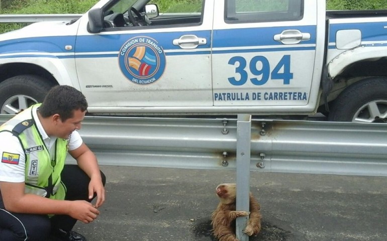 Curiosità. Storia a lieto fine per un cucciolo di bradipo: abbracciato al guardrail, impaurito dal traffico
