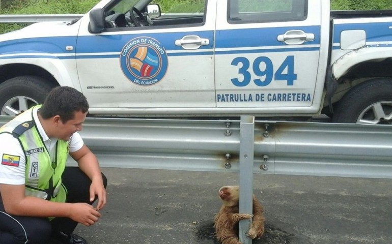 Curiosità. Storia a lieto fine per un cucciolo di bradipo: abbracciato al guardrail, impaurito dal traffico