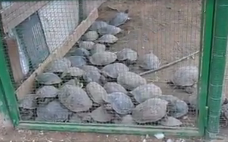 Ancora polemiche sulle tartarughe di Monte Urpinu, prima senz’acqua ora imprigionate in un laghetto