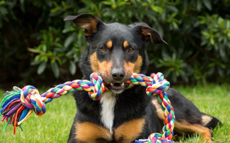 Un attestato per  “Buoni Cittadini e padroni di un cane”. Ecco dove e come si ottiene