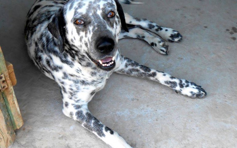 Una mattina al mare per i cani dei rifugi: “Liberaibau” al Poetto contro il randagismo