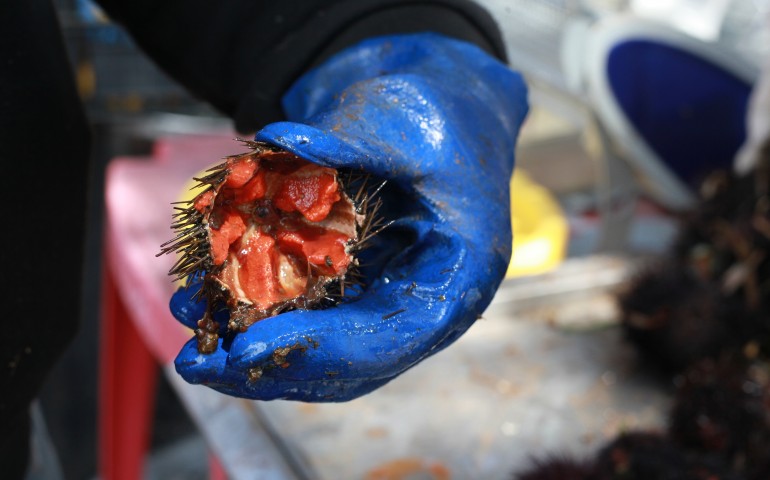 Pesca di ricci. Il Consiglio comunale di Sant’Antioco propone lo stop per due anni