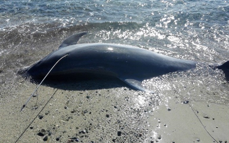 Torre delle stelle. Trovato in spiaggia un delfino di tre metri, arpionato e ucciso.