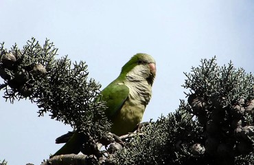 Uno dei tanti parrocchetti in città