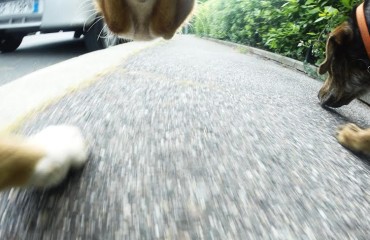 Una foto della mostra "Scatti da cane"