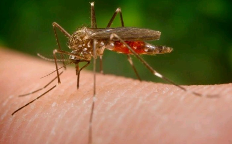 Virus Zika. L’appello degli scienziati “Rischio epidemia, rimandare i Giochi olimpici di Rio”