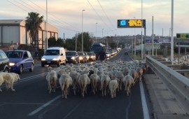 Pecore in viale Marconi (foto Paolo Pigliacampo)