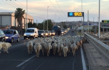 Pecore in viale Marconi (foto Paolo Pigliacampo)