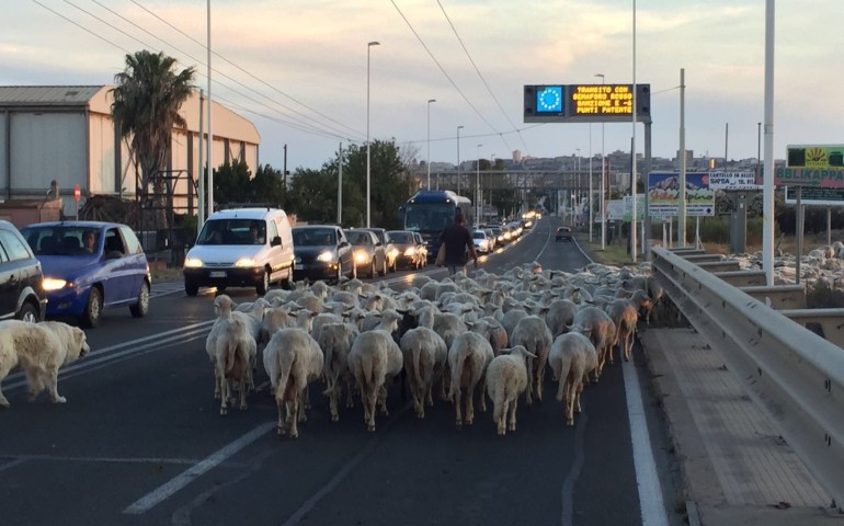 Pecore in viale Marconi (foto Paolo Pigliacampo)
