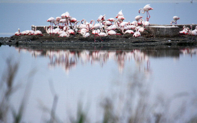 Passeggiando tra i fenicotteri rosa. Domani il tour nella laguna di Santa Gilla