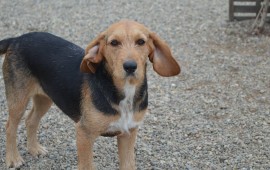 Uno dei cani della Casa di Bingo