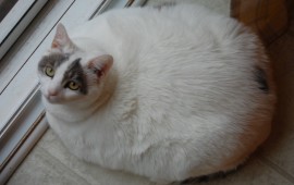 Un caso di obesità in un gatto