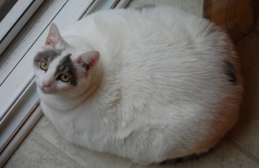 Un caso di obesità in un gatto