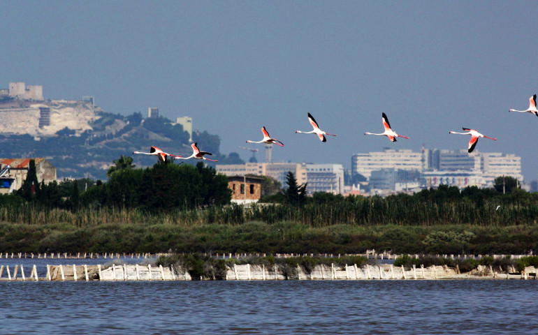 I fenicotteri, “Sa Genti Arrubia”, gli eleganti uccelli rosa simbolo della città di Cagliari e della Sardegna