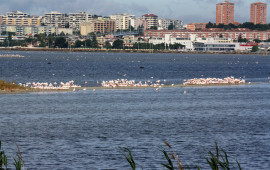 panorama con i fenicotteri a Molentargius