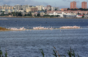 panorama con i fenicotteri a Molentargius