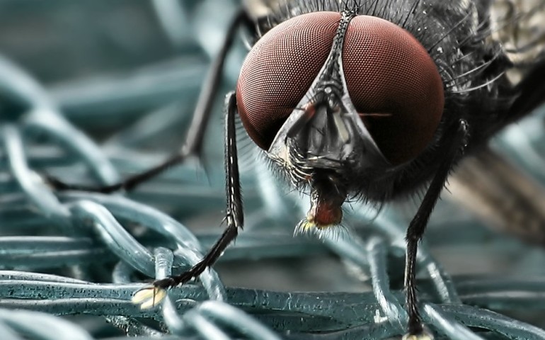 Leggende sarde. La mosca macedda, il terribile insetto macellaio