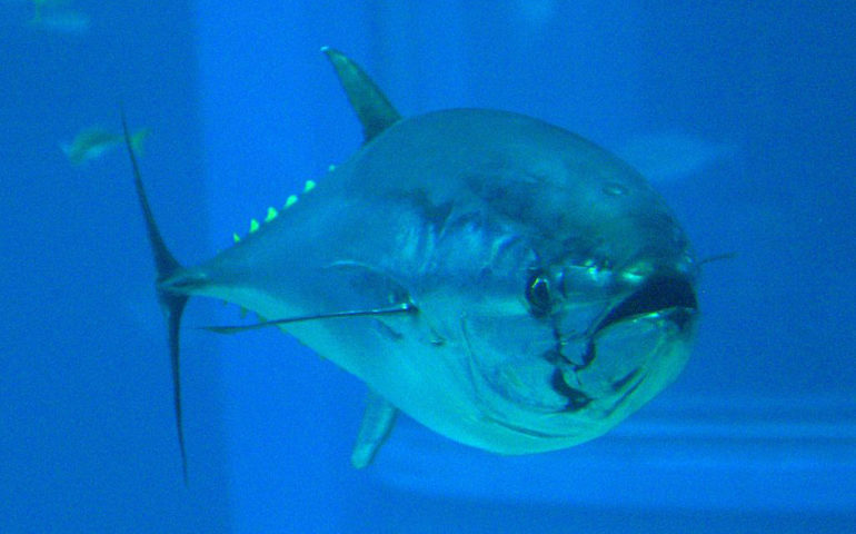 Troppe catture: il ministero dispone la chiusura della pesca del tonno rosso