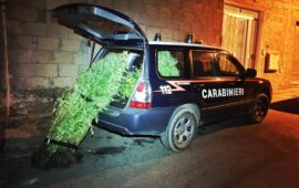 Le piante di cannabis sequestrate dai carabinieri