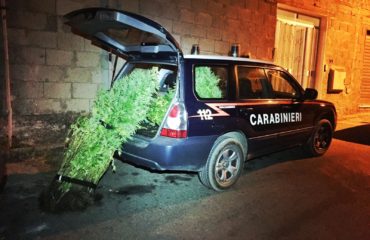Le piante di cannabis sequestrate dai carabinieri