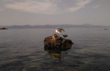 I gabbiani a Sant'Elia (foto M.L. Porcella Ciusa)